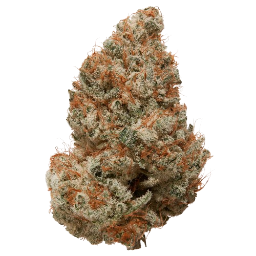 Cosmic Haze CBG Indoor